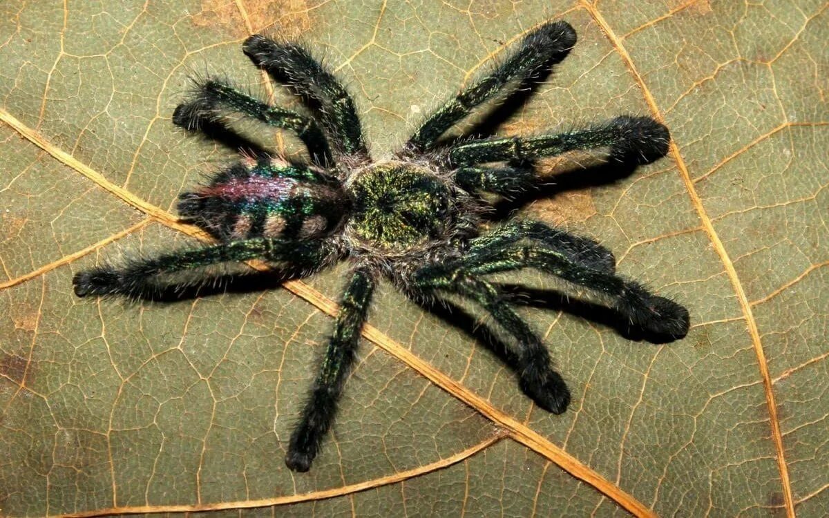 По фото определить вид пауков Three new bird-eating tarantulas identified in South America Spider, Tarantula, 