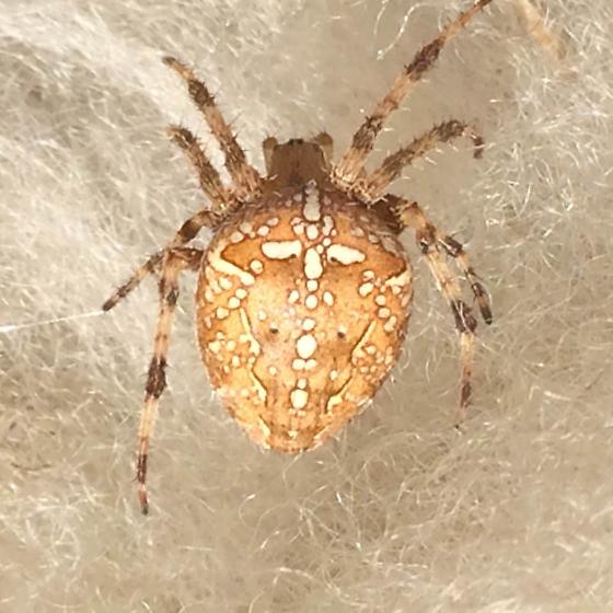 По фото определить вид пауков arachnology - Can somebody identify this species of spider? - Biology Stack Exch