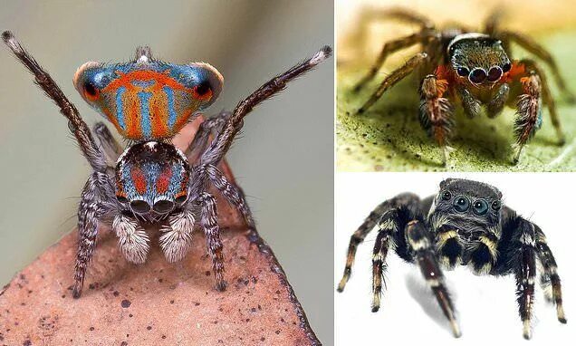 По фото определить вид пауков Five new species of brushed jumping spider discovered in Australia Jumping spide