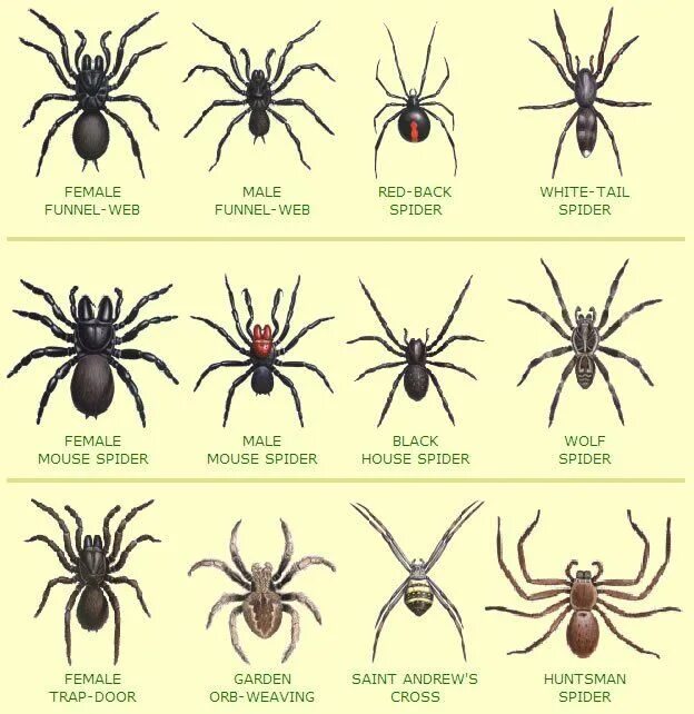 По фото определить вид пауков all form oz Spider identification, Garden spider, Poisonous spiders
