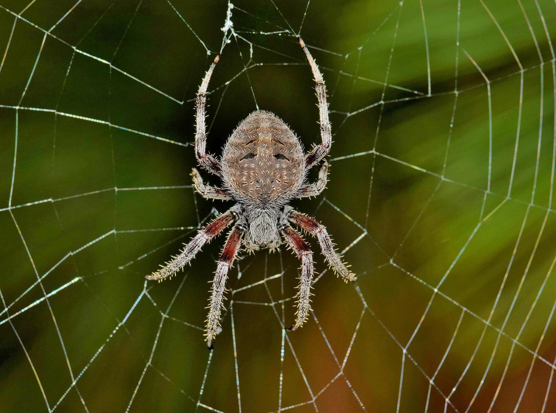 По фото определить вид пауков otb-weaver-spider