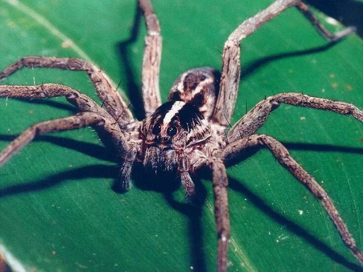 По фото определить вид пауков Costa Rica has one of the most poisonous spiders in the world, as published by t