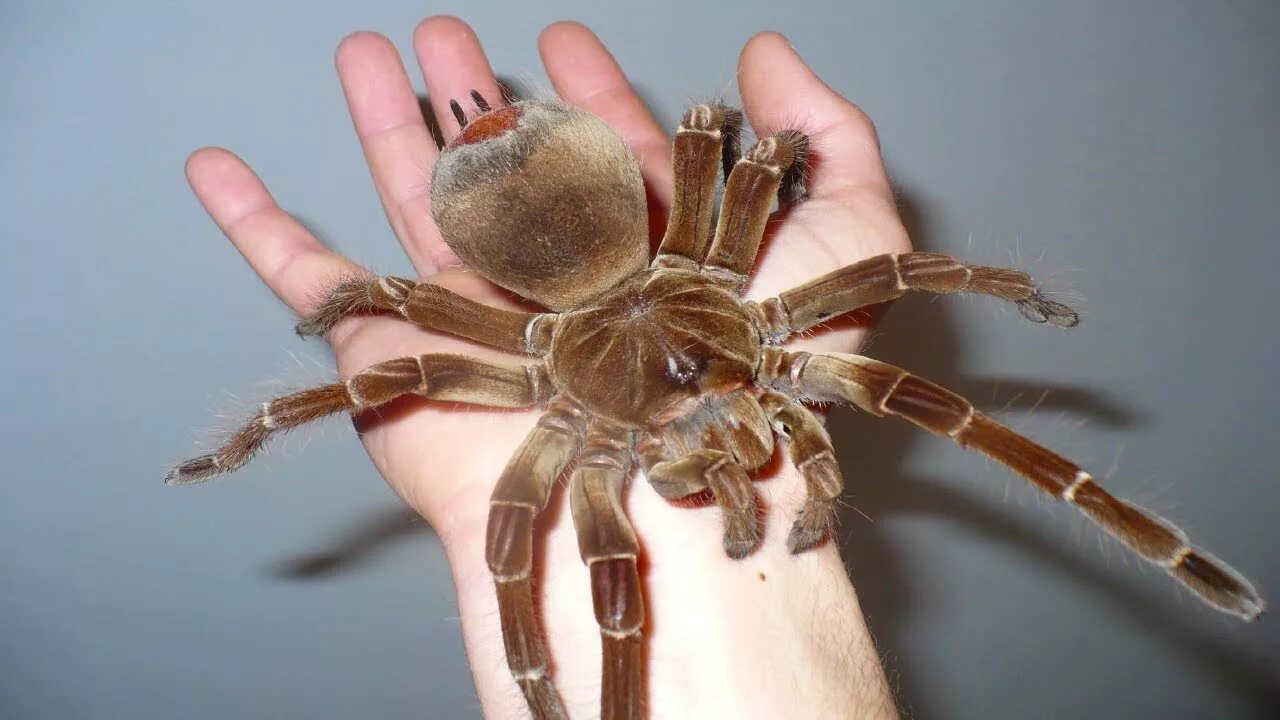 По фото определить вид пауков What are the BIGGEST Spiders in the world?? - YouTube