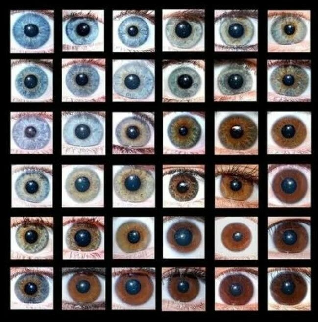 По фото понять какие глаза Pin on göz renkleri Eye color chart, Eyes artwork, Rare eye colors