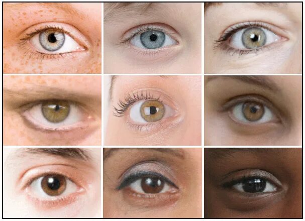 По фото понять какие глаза eye colour - Google Search Eye color, Eye lesson, Eyes