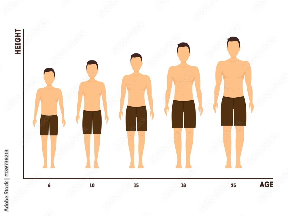 По фото понять рост Height and Age Measurement of Growth from Boy to Man. Vector Векторный объект St