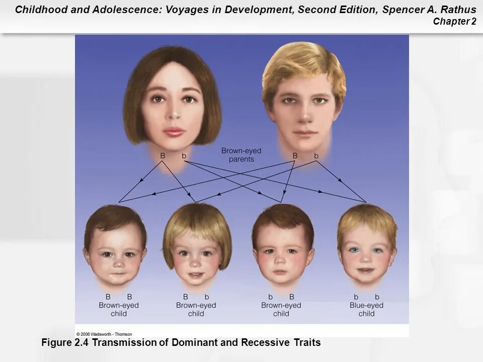 По фото узнать какой будет ребенок бесплатно Chapter 2 Heredity and Conception - ppt video online download