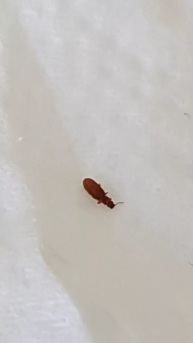 По кровати ползают маленькие коричневые жучки фото Identifying a Tiny Brown Bug? ThriftyFun