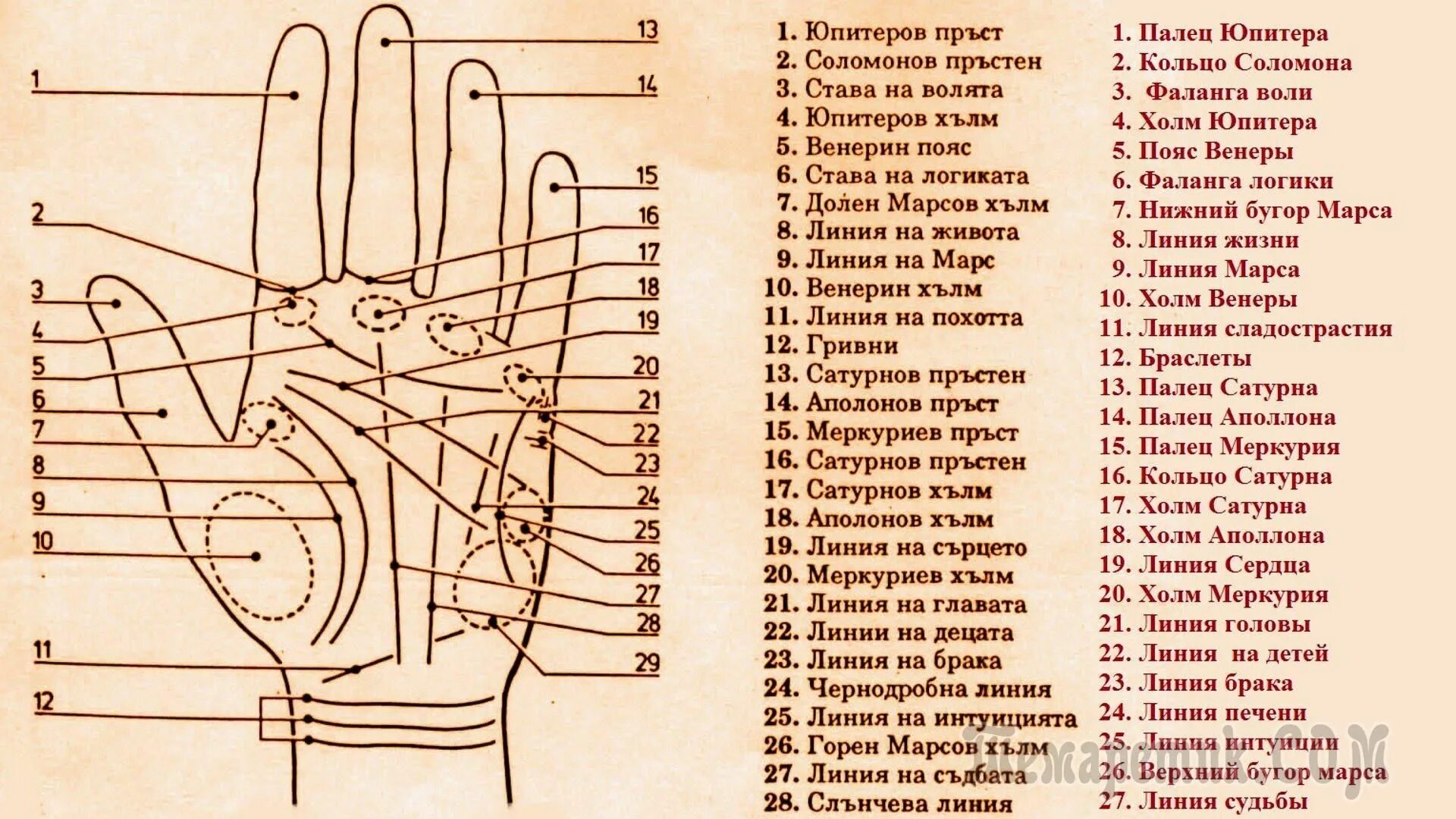 По линии руки онлайн по фото Гадаем по руке самостоятельно! Crossword puzzle, Crossword, Astrology