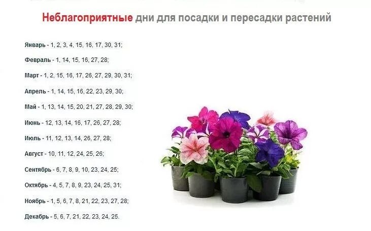 По лунному календарю можно пересаживать цветы Картинки ПОСАДКА КОМНАТНЫХ РАСТЕНИЙ ПО ЛУННОМУ