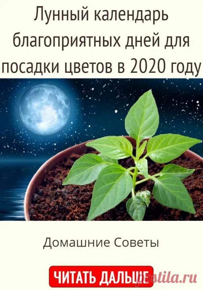 По лунному календарю можно пересаживать цветы Пересадка комнатных растений в благоприятные дни по лунному календарю