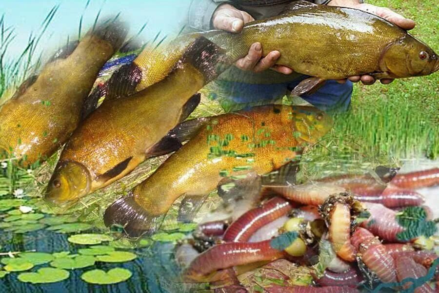 По осени на что ловить линьков ЛОВЛЯ ЛИНЯ НА КУКУРУЗУ. ВСЁ ДЛЯ ВАС (рыбалка, дача, грибы, музыка) Дзен