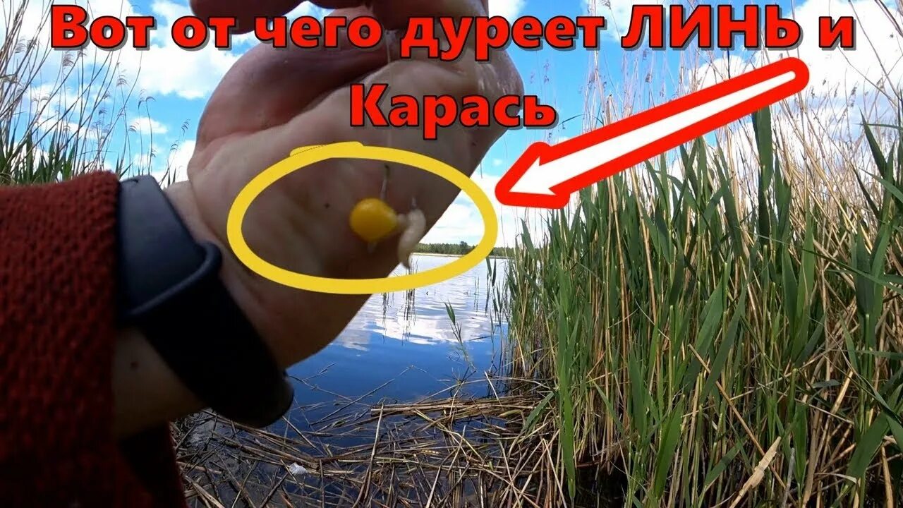 По осени на что ловить линьков Червь, Опарыш, Мотыль в прошлом. Вот что Линь, карась, Карп чувствует за километ