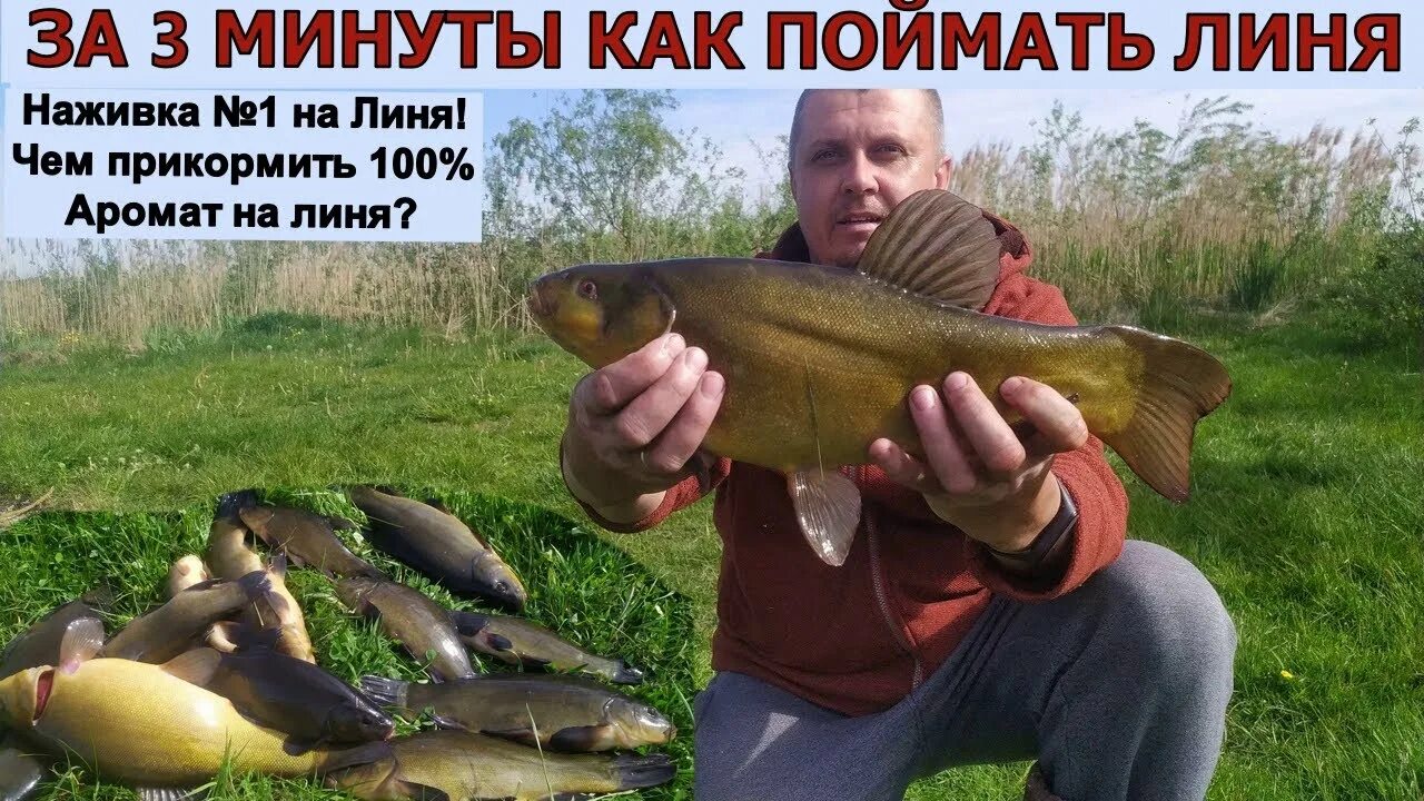 По осени на что ловить линьков НА ЛИНЯ НАЖИВКА № 1 в Мире. 100% клёв линя. Как привлечь линя? Чем прикормить ли