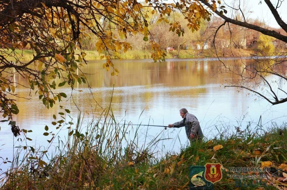 По осени на что ловить линьков Ярославским рыбакам на заметку!