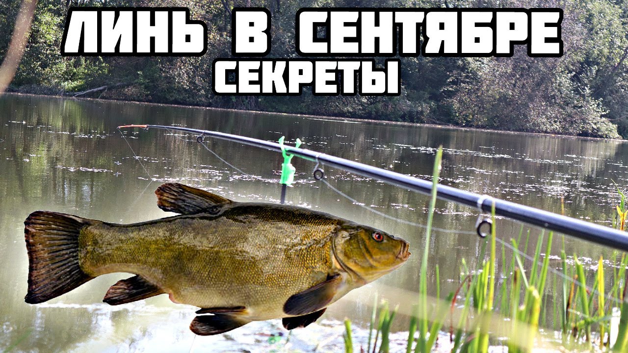 По осени на что ловить линьков Секреты деда помогут наловить ведро линя осенью в сентябре! Секреты ловли линя в