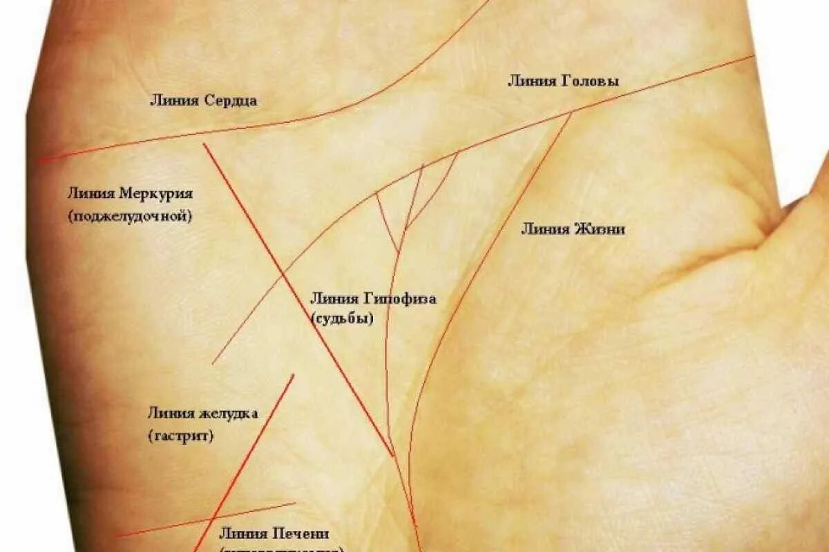 По руке определить линию жизни фото Урок линия жизни
