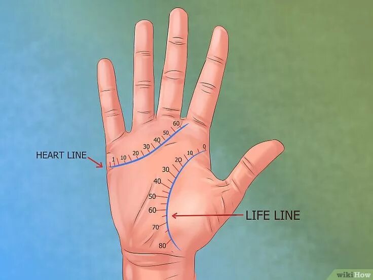 По руке определить линию жизни фото How to Calculate the Age of a Person Using Palmistry: 6 Steps Palmistry, Palmist