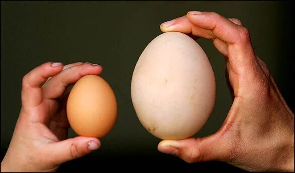 По самое яйцо фото An egg that is four times as large as a normal chicken born - GIGAZINE