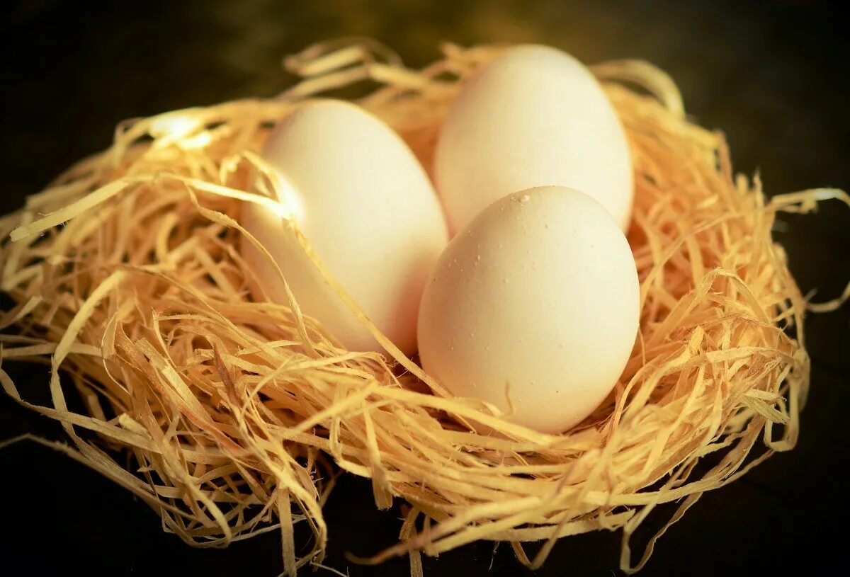 По самое яйцо фото Free Images : flower, food, eat, cuisine, egg, close up, nutrition, nest, chicke