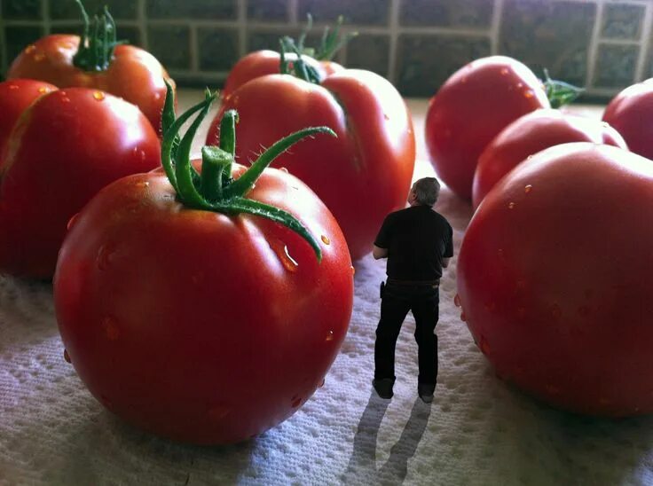 По самые помидоры фото Giant Tomato - Tomato Maze