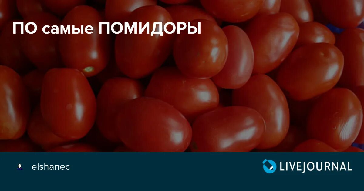 По самые помидоры фото ПО самые ПОМИДОРЫ - elshanec - LiveJournal