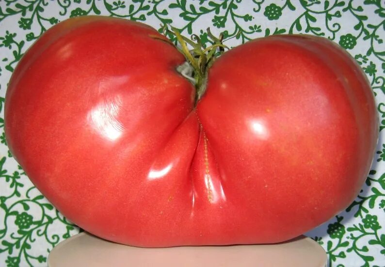 По самые помидоры фото Big Zac OP Giant Tomato Seeds: offspring of World Records Etsy