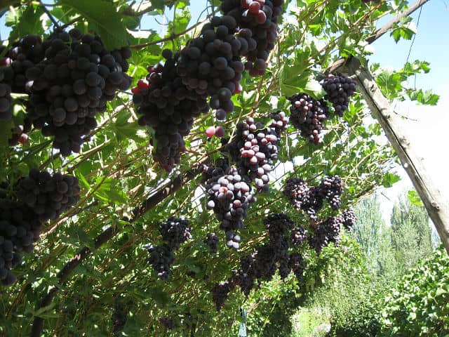 Победа виноград фото Мирный - сорт винограда.описание.фото. - vinogradnik.com.kg