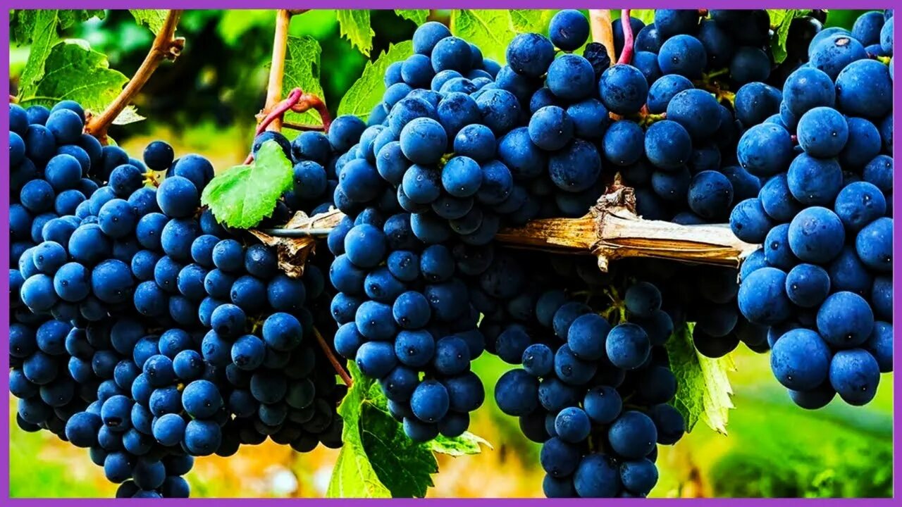 Победа виноград фото Wine Grape Harvest Technology and Processing Grape Juice Grape Harvest Machine -