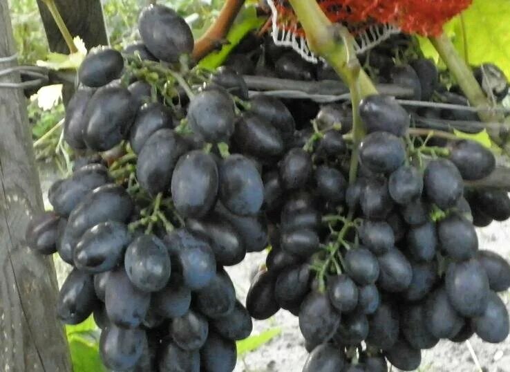 Победа виноград фото Сколько каких культур я собралась сажать в следующем сезоне в своих трёх теплица