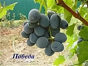 Победа виноград фото Победа - Альбом Ю.Д.: 2012_Разное