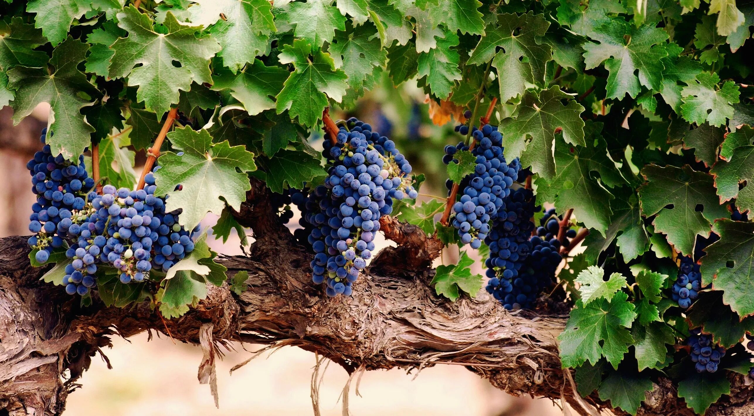 Победа виноград фото Wallpaper : food, plants, branch, fruit, grapes, vineyard, Grape, tree, autumn, 