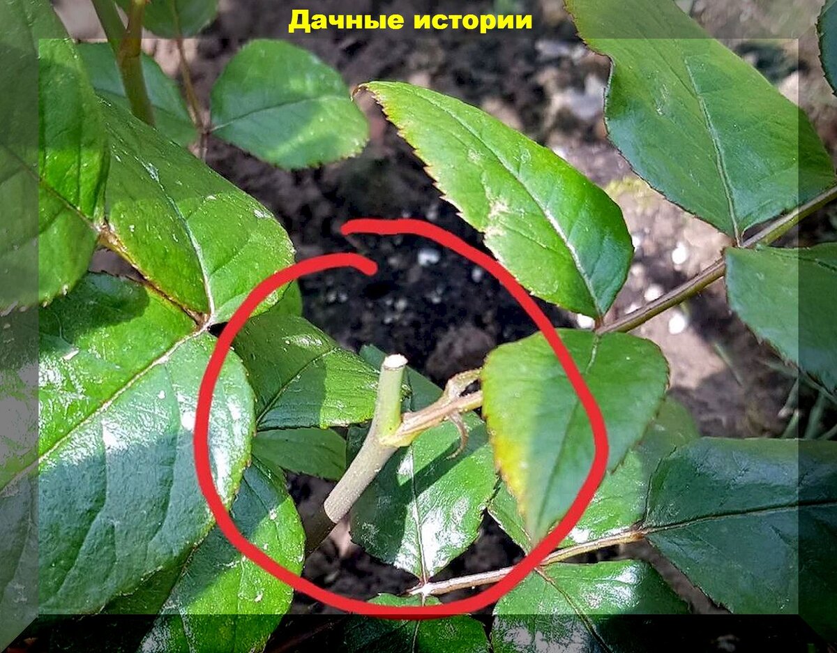 Побег розы фото 20 вопросов от начинающих: разбираем новую двадцатку интересных вопросов от дачн