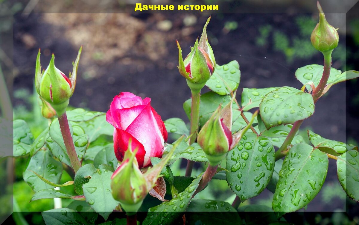 Побег розы фото Разбираем как осенние жировые и молодые побеги роз можно сохранить зимой Дачные 