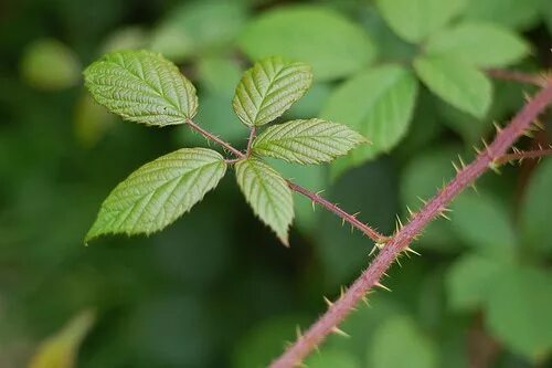 Побеги малины фото BlackBerry Plant Leaf