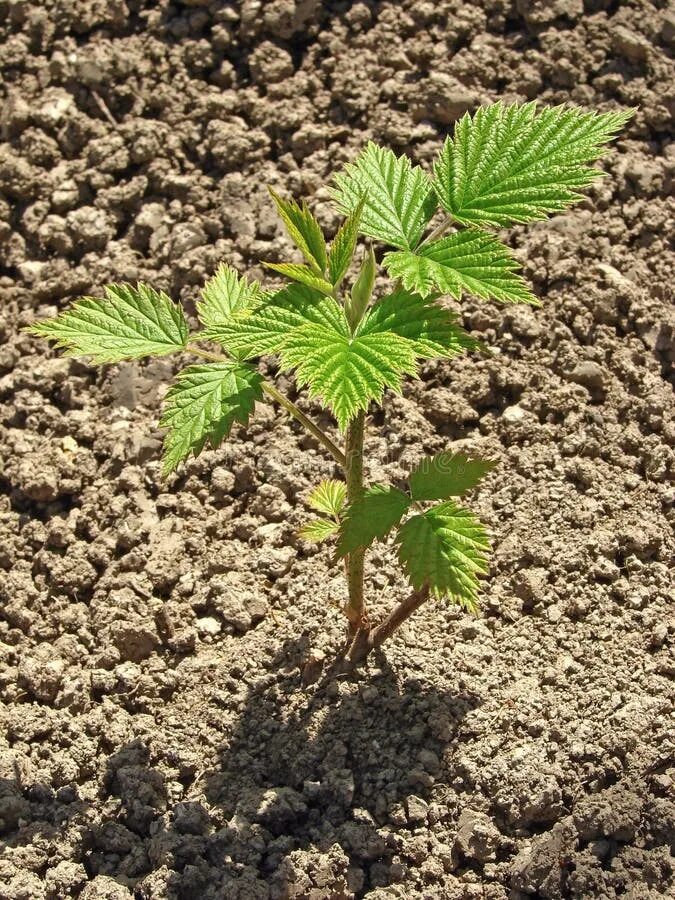 Побеги малины фото Raspberry Patch. Raspberry Plants before Pruning. Selective Focus. Stock Photo -