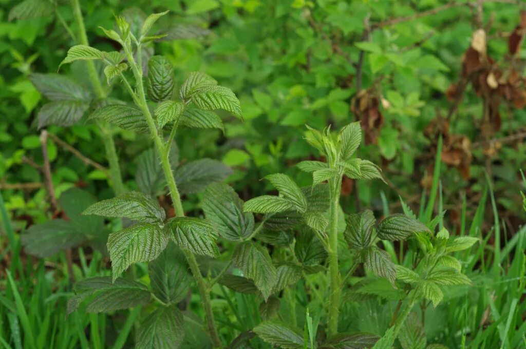 Побеги малины фото Dewberry - Rubus idaeus North Carolina Extension Gardener Plant Toolbox