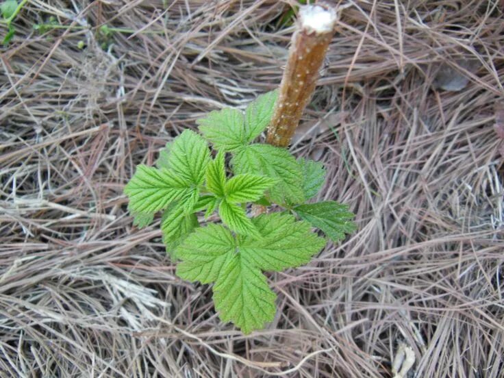 Побеги малины фото Bare Root Raspberries 2 Month Progress - Summers Acres Fall garden vegetables, G