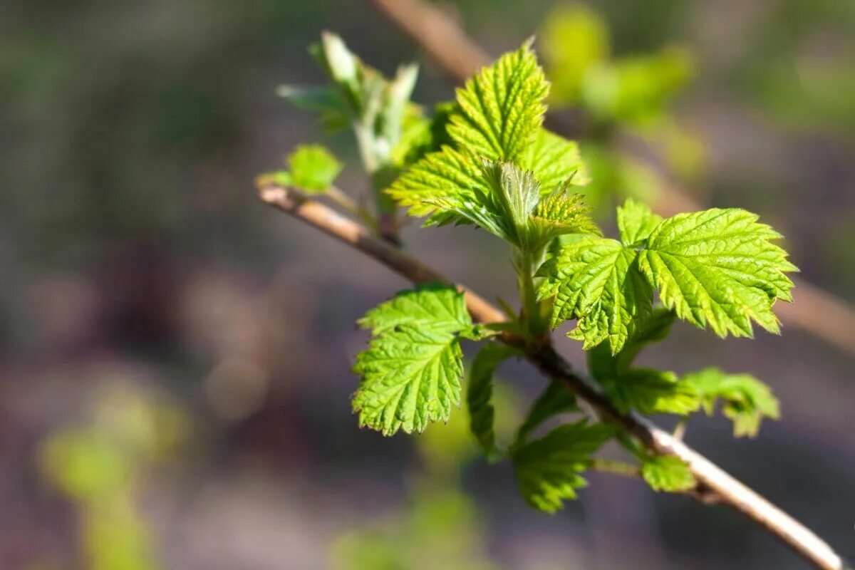 Побеги малины фото Raspberry Leaf Tea Benefits + How to Make Raspberry Leaf Tea in 2022 Raspberry p