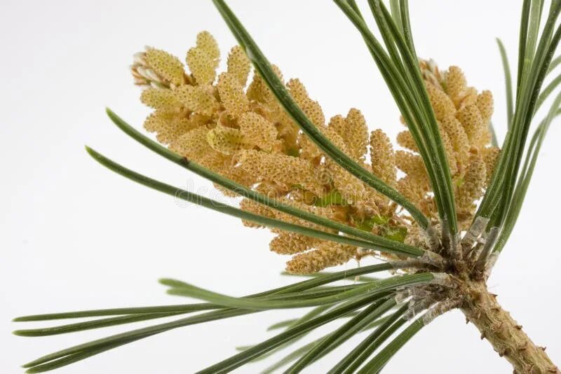 Побеги сосны фото 30,130 Pinus Pinus стоковые фото - бесплатные и стоковые фото RF от Dreamstime -