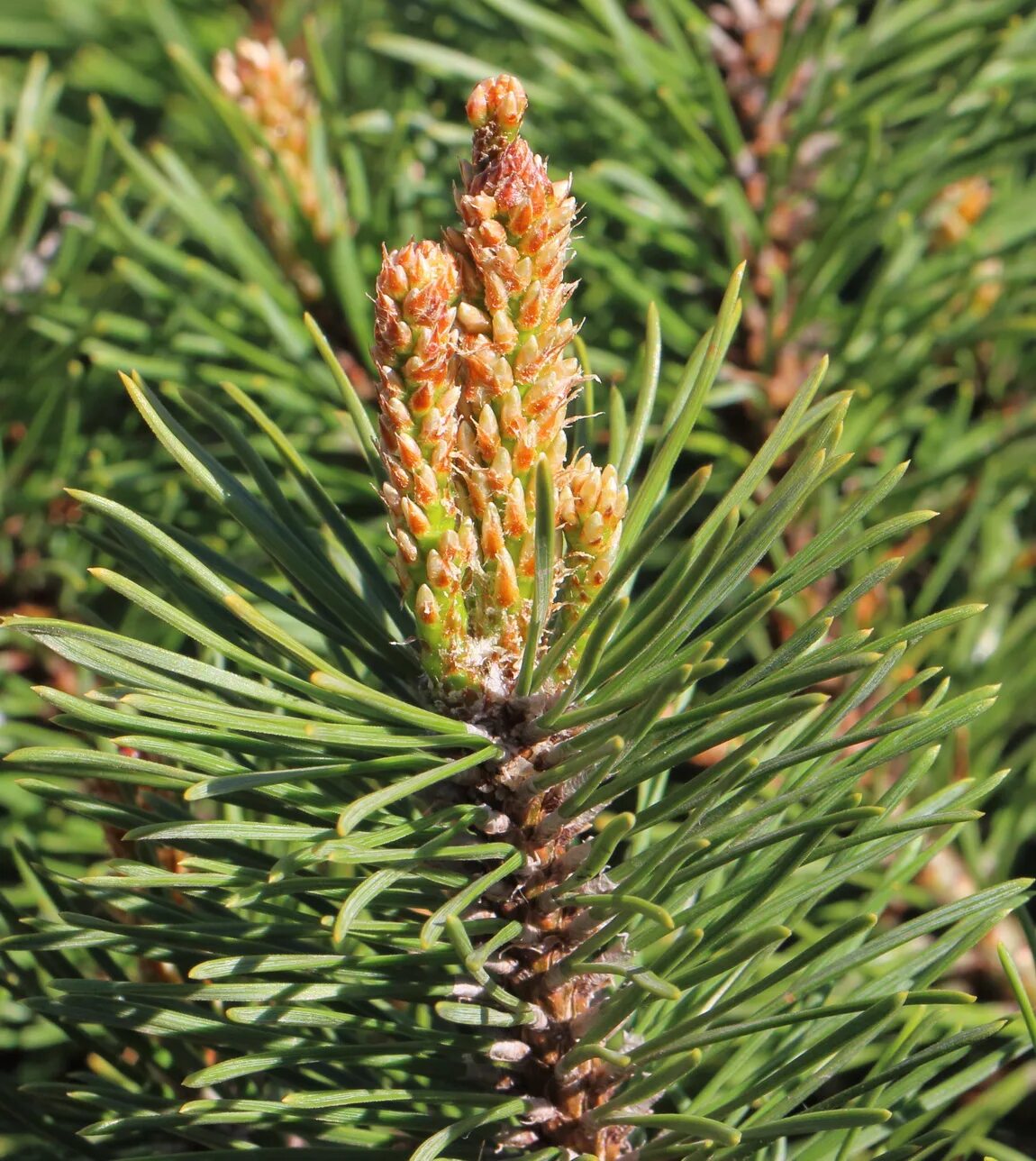Побеги сосны фото Pinus mugo - Image of an specimen - Plantarium