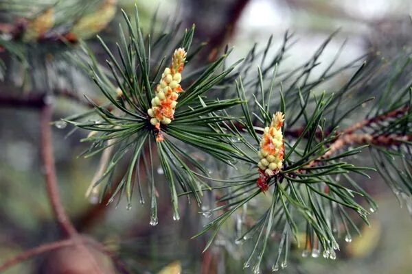 Побеги сосны фото Прошли дожди. Разрешено ли посещение лесов в Жлобинском районе?