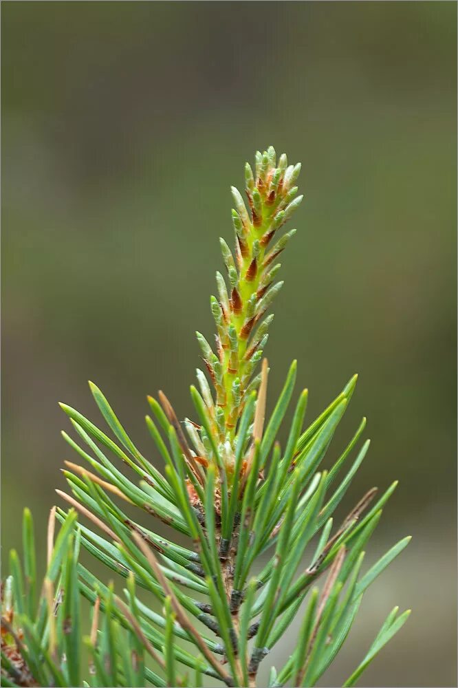 Побеги сосны фото Pinus sylvestris - Image of an specimen - Plantarium