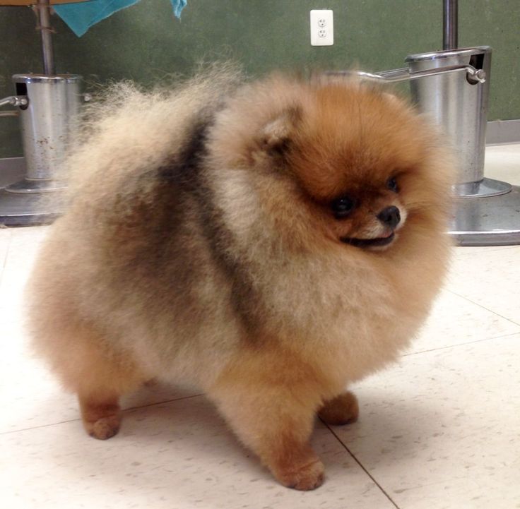 Побритый шпиц фото Pin en For the dogs en 2024 Perros pomerania, Peluqueria perros, Perros esponjos