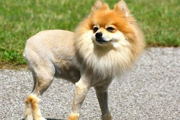 Побритый шпиц фото Pin by vik Happiness on The Best Funny Photos Best funny photos, Cute dogs, Funn