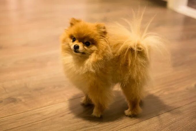 Побритый шпиц фото Small Dogs Who Are Sensitive Pomeranian puppy, Teacup puppies, Pomeranian puppy 