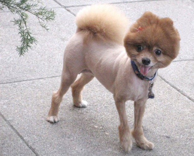 Побритый шпиц фото Pourquoi tondre un chien en été n’est pas une bonne idée ? - Les Chiens du Châte