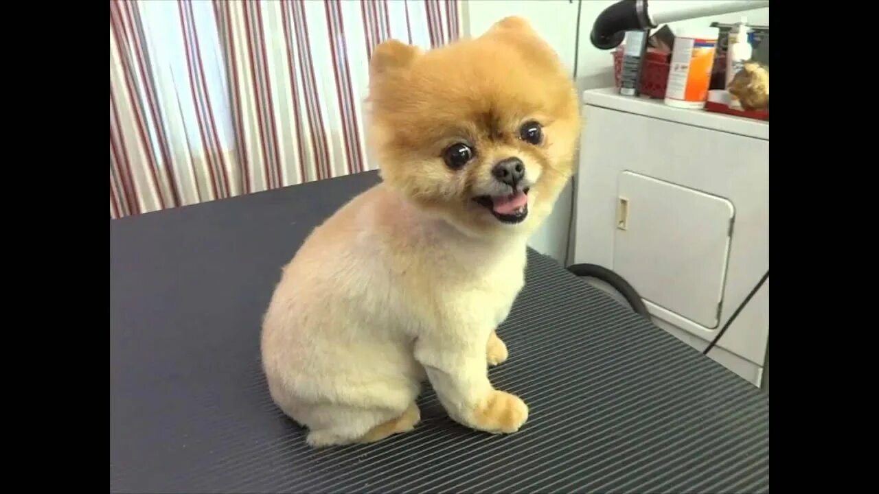 Побритый шпиц фото Watch this before you shave a Pomeranian - YouTube