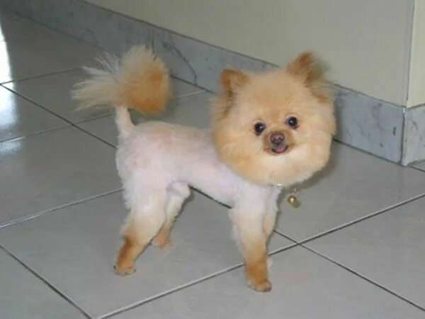 Побритый шпиц фото 12 of the Best Half-Shaved Catdogs Dog haircuts, Funny dogs, Sick dog