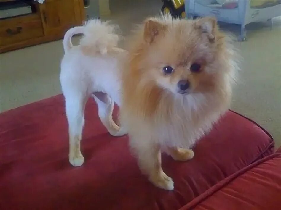 Побритый шпиц фото Top 10 chihuahua haircut ideas and inspiration